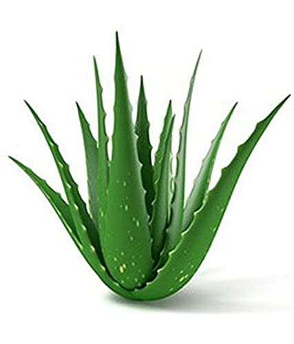 Aloe Vera en Polvo | cultivo Ecológica BIO | Samskara | 250gr | para uso externo | rico en vitamina C (250 gr)