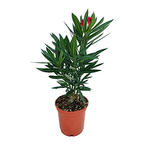 Árbol de Botanicly – Adelfa – Altura: 30 cm – Nerium