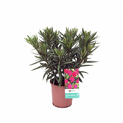 Árbol de Botanicly – Adelfa – Altura: 60 cm – Nerium