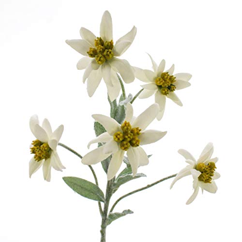 artplants.de Edelweiß de los Alpes Artificial Sophia con 5 Flores, Blanco, 40cm - Flor sintética - Planta Decorativa