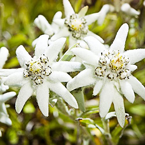 Benoon Semillas 50Pcs / Bolsa Edelweiss Seeds Perenne Resistente Al Frío Compacto Raras Leontopodium Alpinum Semillas Para Balcón Semillas de Edelweiss