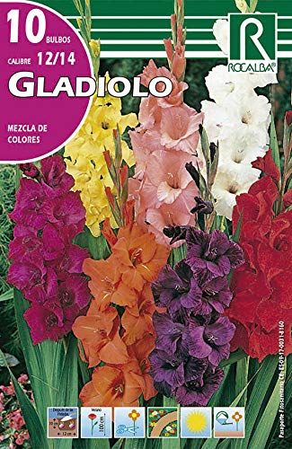 Bulbo de Gladiolo mezca de colores (bolsa con 10 bulbos)