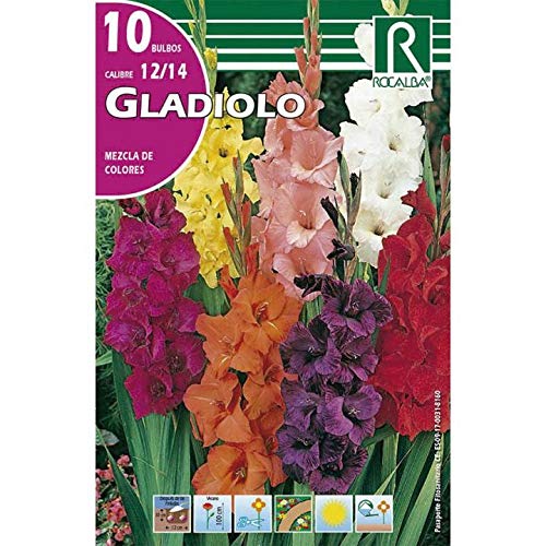 Bulbo gladiolo mezcla 10 unidades