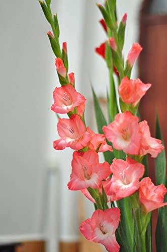 Bulbos De Gladiolos: Hay Muchas Variedades De Gladiolos, El Color Es Magnífico, La Fragancia Es Encantadora Y El Valor Ornamental Es Muy Alto Cuando Las Flores Florecen.-5- bulbos,Rosado