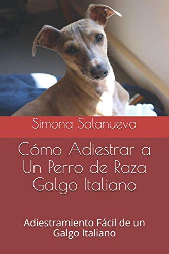 Cómo Adiestrar a Un Perro de Raza Galgo Italiano: Adiestramiento Fácil de un Galgo Italiano