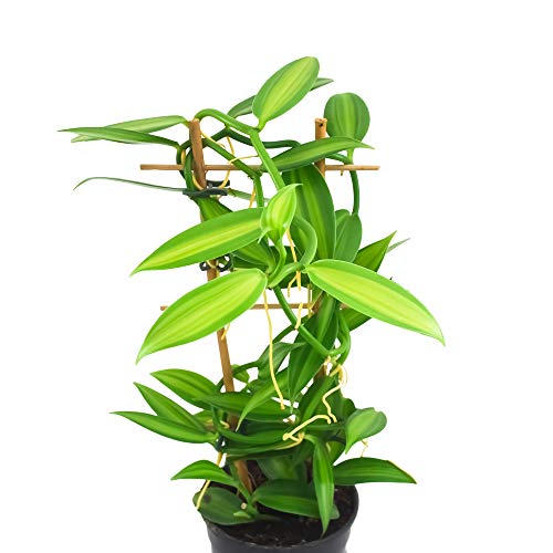 Desconocido Orquídea Vanilla planifolia, Planta auténtica de Interior