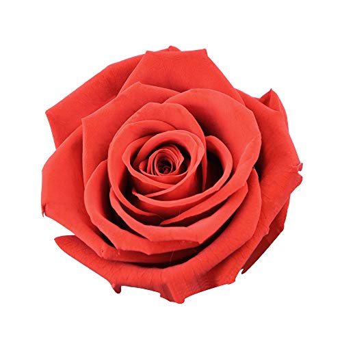 Dewanxin Rosa Eterna,Rosa Natural Preservada,para Decoración del Hogar Boda San Valentín Día de la Madre Navidad Aniversario Cumpleaños - Roja (Red)