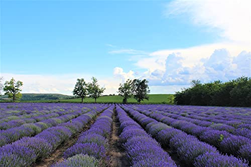 Essences Bulgaria Aceite Esencial de Lavanda Orgánica, 100% Natural, Máxima Calidad de Nuestra Propia Empresa familiar, Para Sus Propios Cosméticos, Lociones etc. (10 ml)