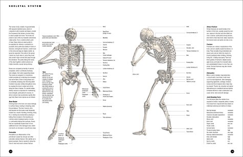 Essential Anatomy: For Healing and Martial Arts