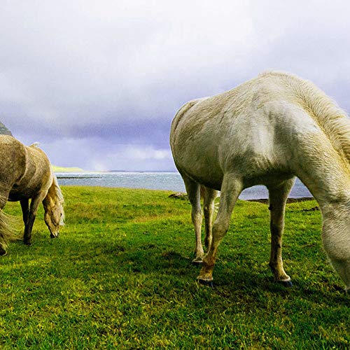 Feeby Impresión en Material Tejido no Tejido Caballos En Un Prado Roca Mar 60x40 cm Calidad fotografica Decoración De Pared Ventana Abierta Ilusión 3D Mar Verde