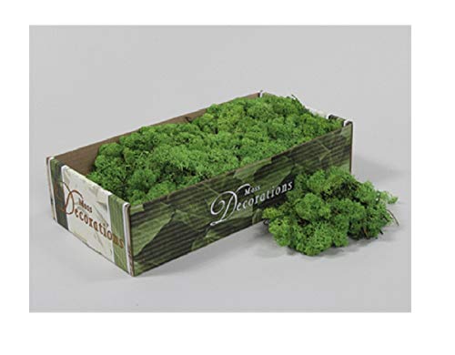FLORIST SUPPLIES Moss seco Artificial 500 g Caja de Reno Verde finlandés Musgo Realista