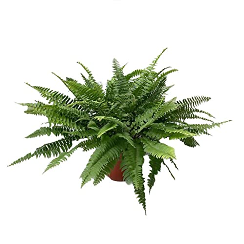 Helecho Planta Natural DECOALIVE para Exterior e Interior (8436601575043)