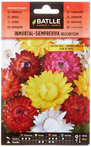 Inmortal-Siempreviva Helichrysum