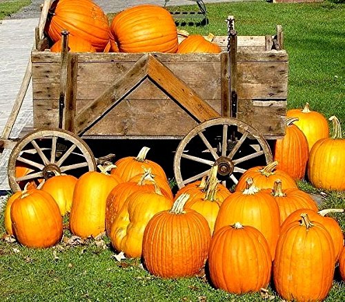 Jack O 'Lantern Semillas de calabaza - Cucurbita pepo