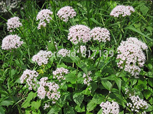 Jardín Planta 50 semillas valeriana, Valeriana officinalis Legevendelrot, Jardín Heliotropo Heal Semillas Todo hierba flor libres del envío