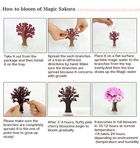 MAGIC SAKURA Árbol japonés - Pequeño