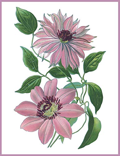 Notebook Clematis: Blank journal. 150 pages, Soft cover, A4+ (21.59 x 27.94 cm) 8,5 x 11 inch