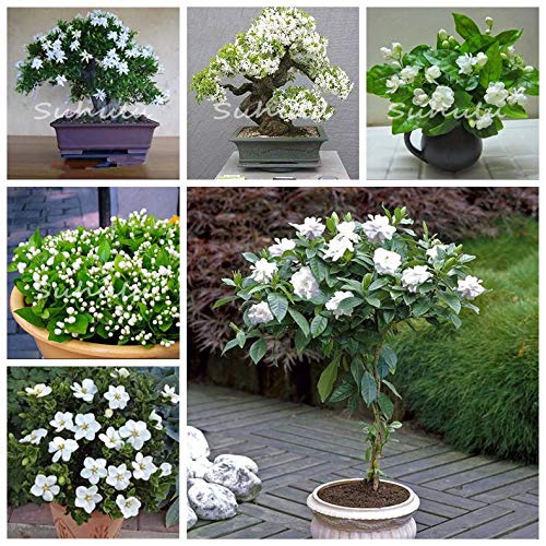 Nueva Ponak 30 PC Jasminum Sambac SEMILLAS de flores para la jardinería hermosa blanca 14