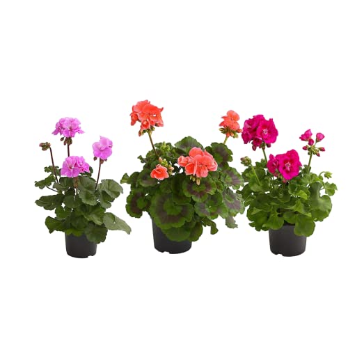 Pack de 3 Geranios Naturales Plantas con Flores de Colores