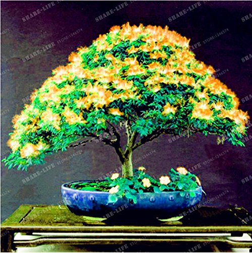 Perennes Semillas de flores (Albizia Albizia julibrissin) Semillas Bonsai árbol de flores ornamentales árbol y centro de 20Pcs / Bolsa 1