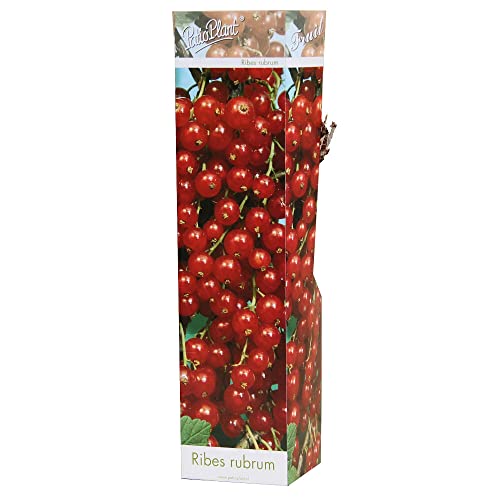 PLANTA NATURAL DE GROSELLA ROJA CAJA M9 50CM PERFECTO PARA EXTERIOR