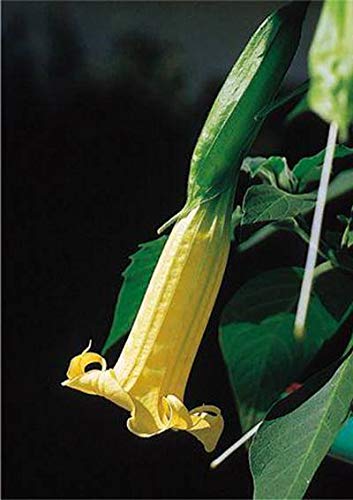 Portal Cool Amarillo Variedad: Brugmansia Sanguinea - Andino trompeta del ángel - rojo o amarillo - 10 Semillas