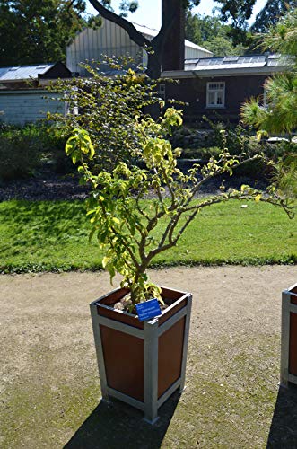 Portal Cool Amarillo Variedad: Brugmansia Sanguinea - Andino trompeta del ángel - rojo o amarillo - 10 Semillas