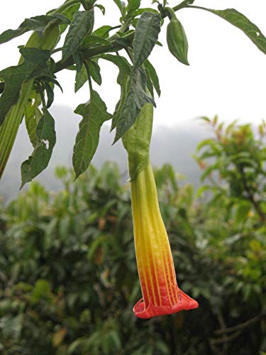 Portal Cool Amarillo Variedad: Brugmansia Sanguinea - Andino trompeta del ángel - rojo o amarillo - 10 Semillas