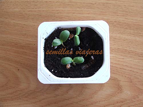 Portal Cool Las semillas del paquete: Retama de olor, Spartium junceum 50 Semillas Semillas Graines Samen