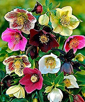 Potseed 100pcs Helleborus Eléboro Semillas de Navidad Flor Rosa Flor Crecer en Invierno