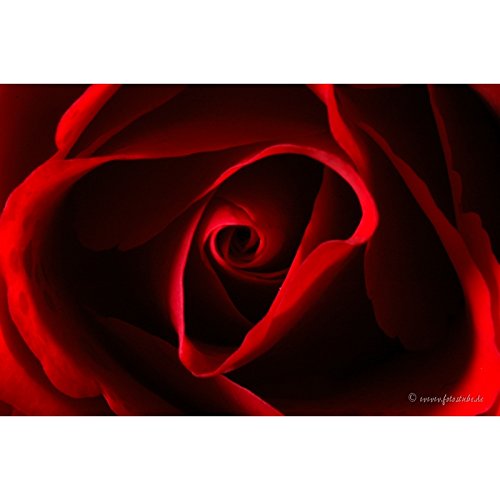 Premium – Póster – Fotos – imágenes naturales – fotos de flores – Flor – Rose – imágenes – Rojo – Negro