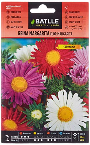 Reina Marg. FLOR MARGARITA