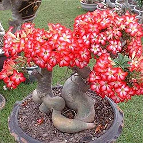 Rizoma De Rosa Del Desierto, Increíble Regalo Jardín Jardín Decoración Del Hogar Planta Bulbo Especies Raras/ Fuerte / Duradero /-2-rizoma,Rojo