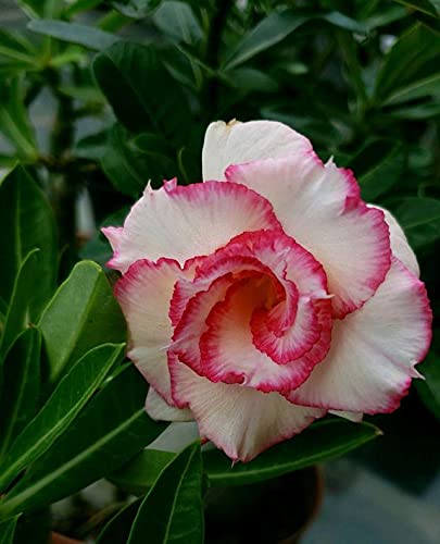 Rosa del desierto planta,Rojo brillante y hermoso, con forma de trompeta,Flores hermosas y elegantes-2,1bulbo