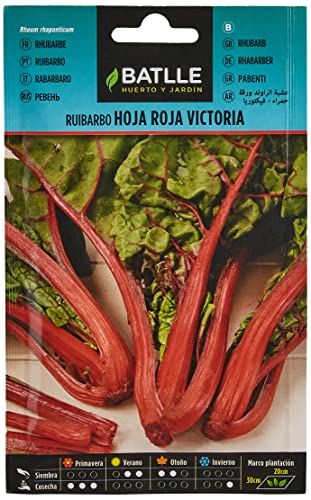 Ruibarbo hoja roja - VICTORIA