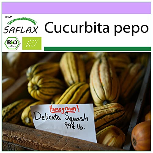 SAFLAX - Ecológico - Calabaza - Delicata - 6 semillas - Cucurbita pepo
