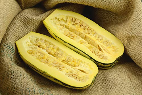 SAFLAX - Ecológico - Calabaza - Delicata - 6 semillas - Cucurbita pepo