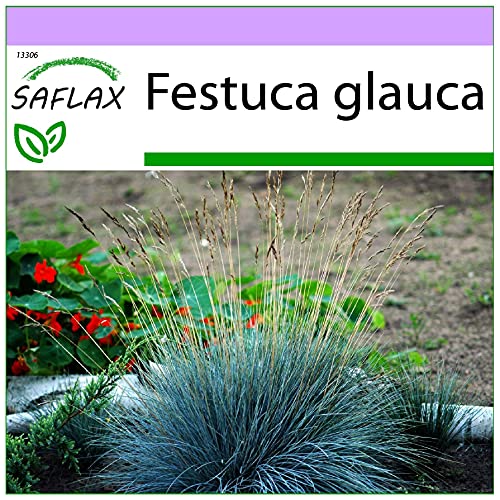 SAFLAX - Festuca azul - 50 semillas - Festuca glauca