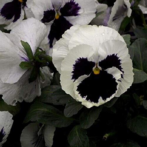 Semillas BloomGreen Co. Flor: Verbena-cristal blanco híbrido de semillas (14 Paquetes) Las semillas de las plantas de jardín