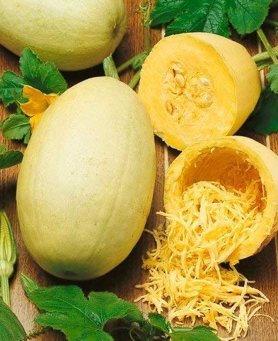 Semillas de Calabaza Espagueti (Squash Makaronowa Warszawska) - Cucurbita pepo - 16 semillas