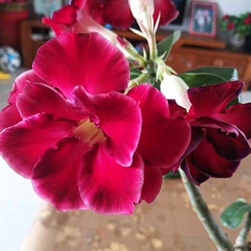 Semillas de flores1 bolsa de rosa del desierto semilla de rosa llamativo natural raro balcón bonsái semilla para jardín - semillas de rosa del desierto