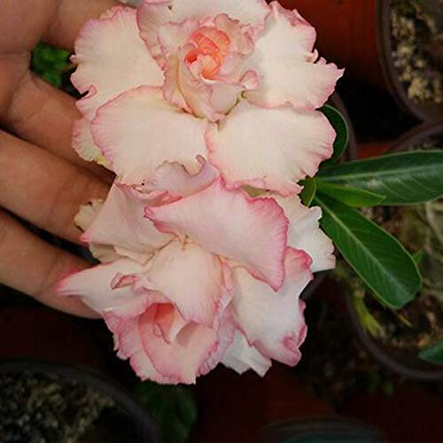 Semillas de flores1 bolsa de rosa del desierto semilla de rosa llamativo natural raro balcón bonsái semilla para jardín - semillas de rosa del desierto