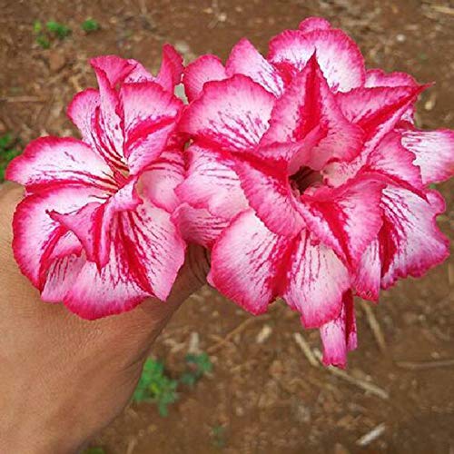 Semillas de flores1 bolsa de rosa del desierto semilla de rosa llamativo natural raro balcón bonsái semilla para jardín - semillas de rosa del desierto