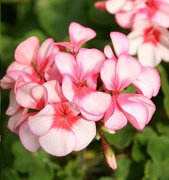 Semillas de hiedra geranio - Pelargonium peltatum