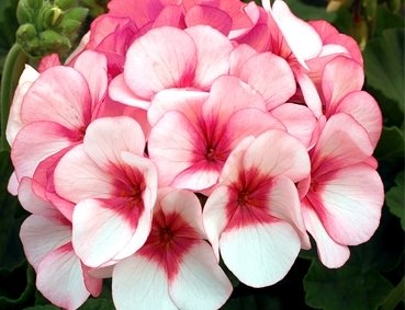 Semillas de hiedra geranio - Pelargonium peltatum