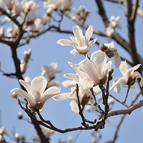 Semillas de magnolia blancas raras Semillas de flores de magnolia en macetas Plantas de bonsai Árbol y flores Variedad Semillas completas 30 piezas