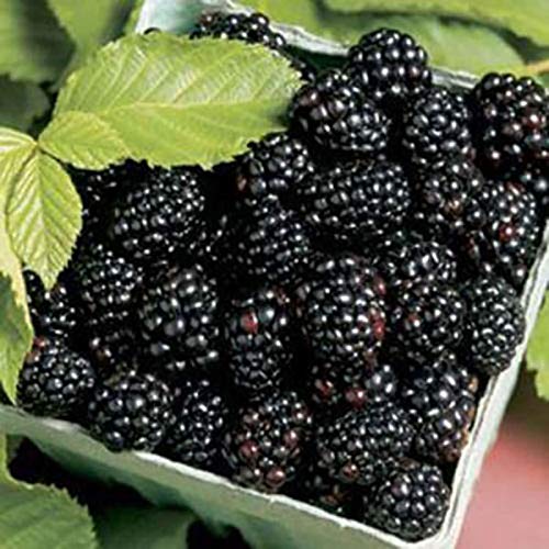 Semillas zarzamora, 200pcs / bag Negro Frambuesas Semillas Semillas dulce nutritivo delicioso Negro frambuesa fruta para regalo ideal jardinería al aire libre