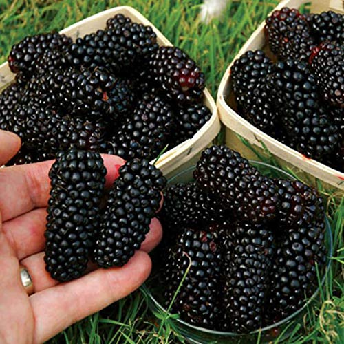 Semillas zarzamora, 200pcs / bag Negro Frambuesas Semillas Semillas dulce nutritivo delicioso Negro frambuesa fruta para regalo ideal jardinería al aire libre