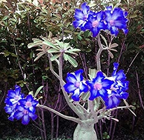 Serapacm Bulbos De Rosa del Desierto, Bulbos Perennes En El Jardín, Hermosas Plantas Exóticas, Plantas Verdes, Rizomas Raros / Precioso / Especial /-2-rizoma,Azul