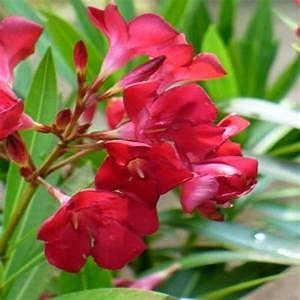 SVI 15 semillas de flor de adelfa roja